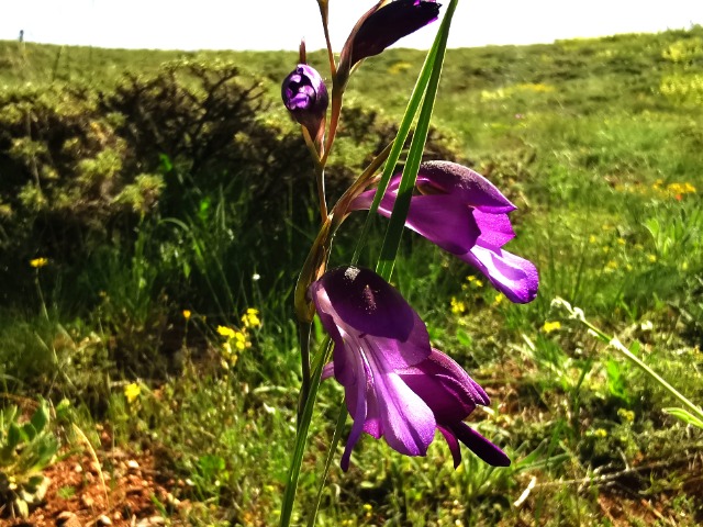 Gladiolus atroviolaceus