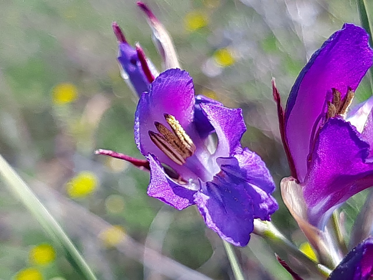 Gladiolus atroviolaceus