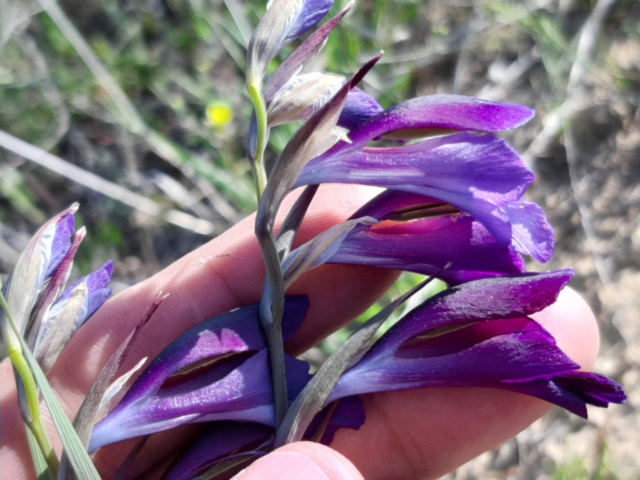 Gladiolus atroviolaceus