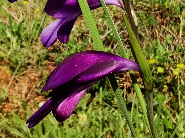 Gladiolus atroviolaceus