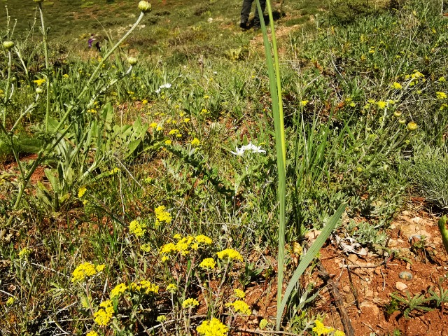 Gladiolus atroviolaceus