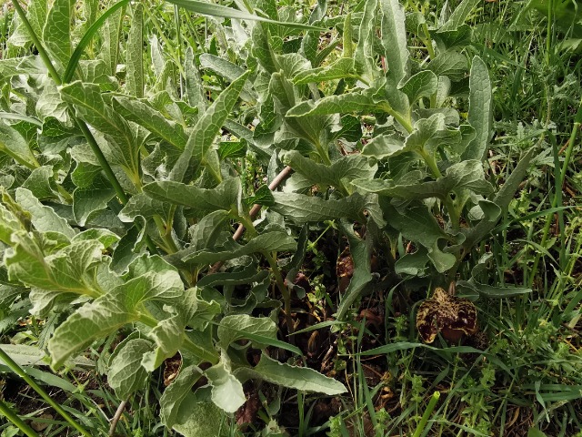 Aristolochia maurorum