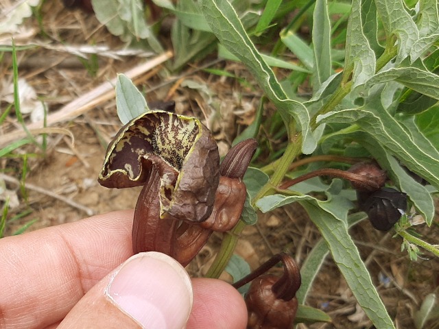 Aristolochia maurorum