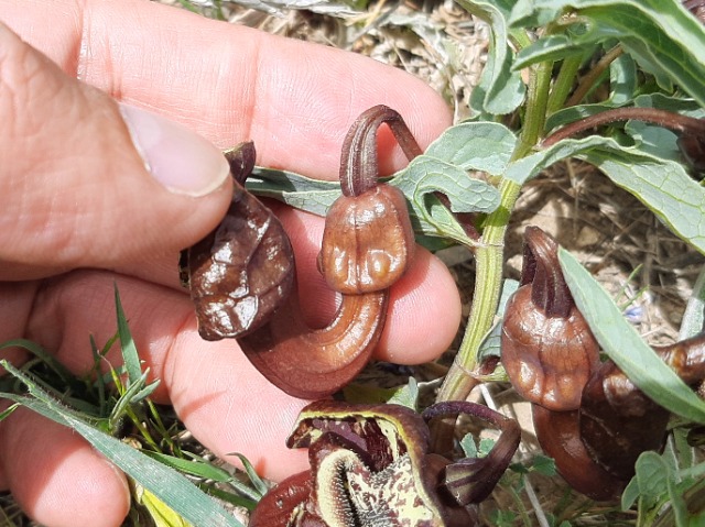 Aristolochia maurorum