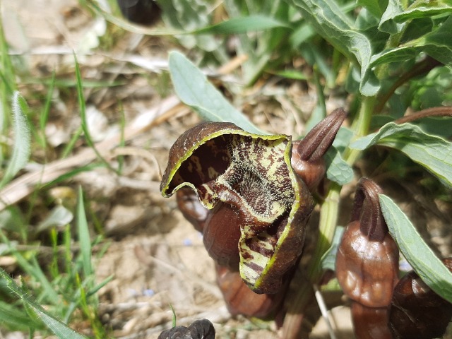 Aristolochia maurorum