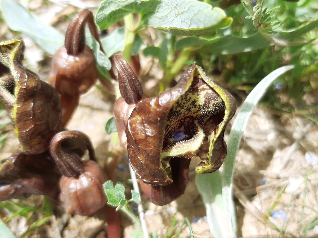 Aristolochia maurorum