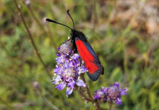 Zygaena purpuralis