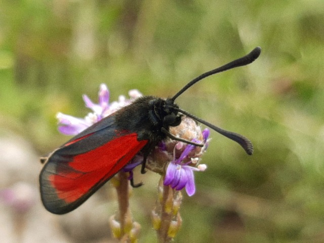 Zygaena purpuralis