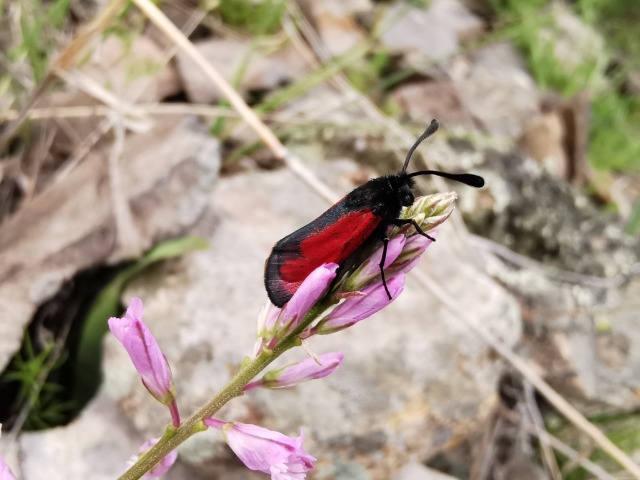 Zygaena purpuralis