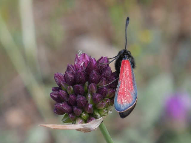 Zygaena purpuralis