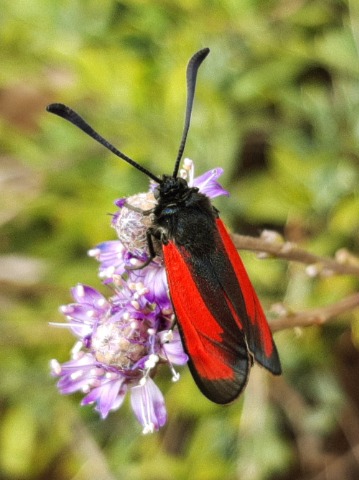 Zygaena purpuralis