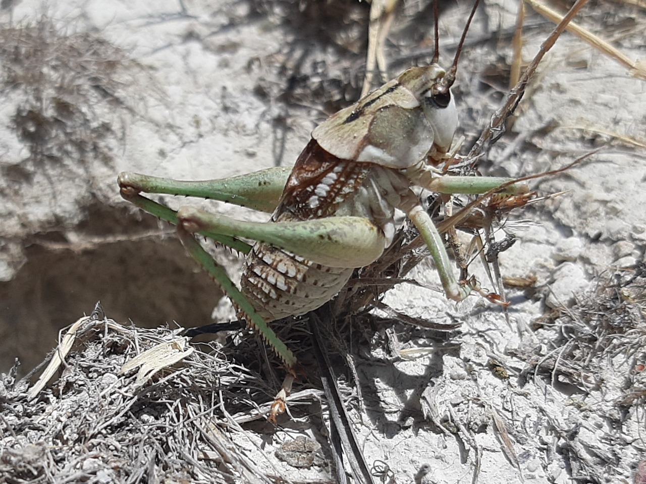Decticus verrucivorus