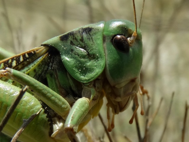 Decticus verrucivorus