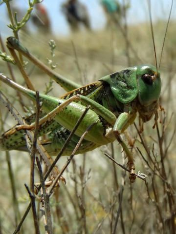 Decticus verrucivorus