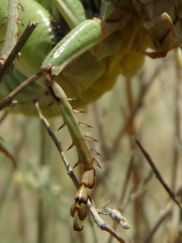 Decticus verrucivorus