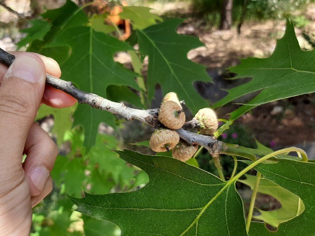 Quercus rubra