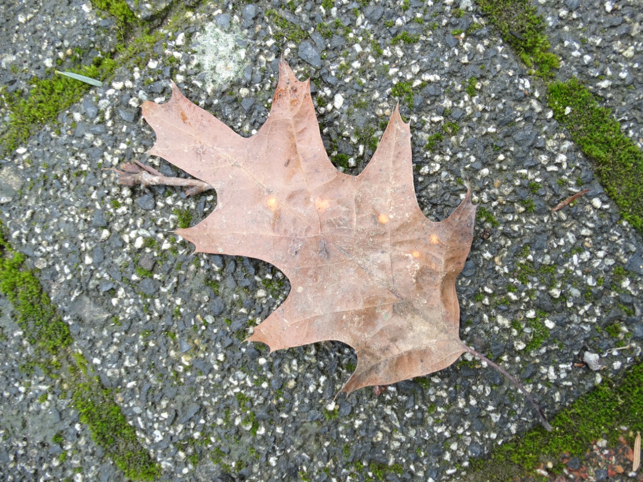 Quercus rubra