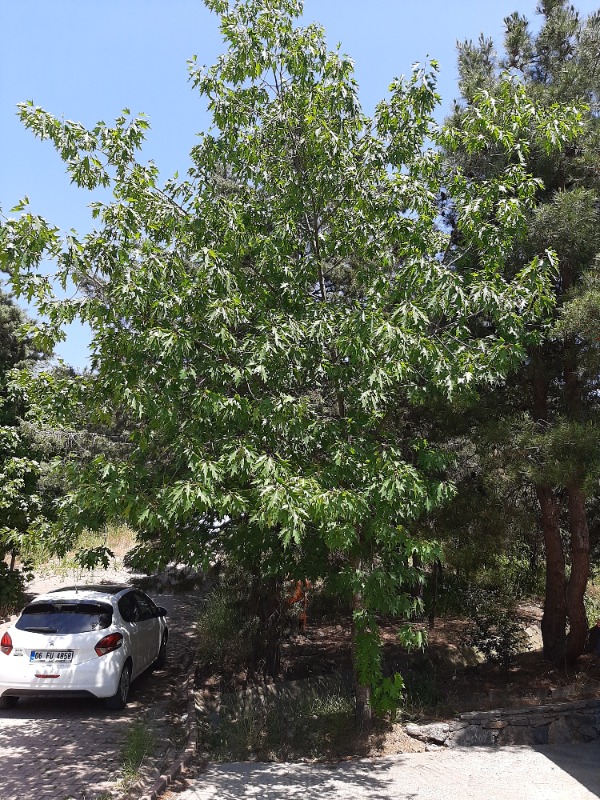 Quercus rubra