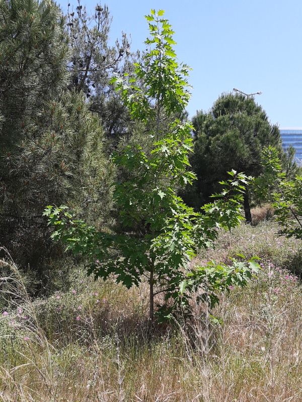 Quercus rubra