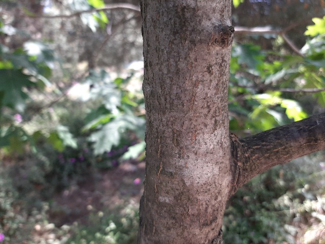 Quercus rubra