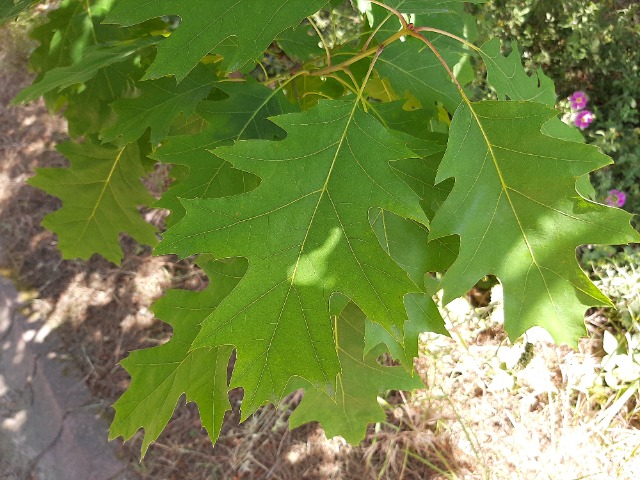 Quercus rubra