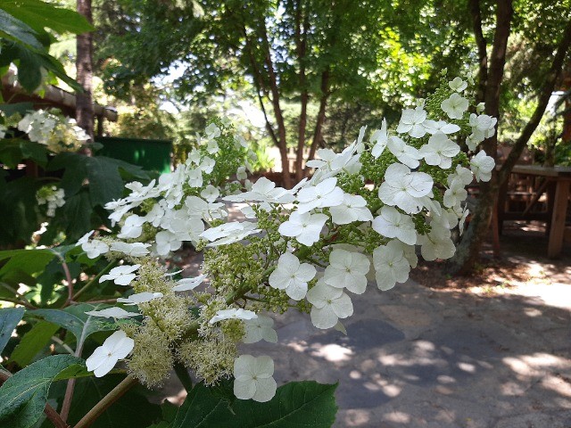 Hydrangea quercifolia