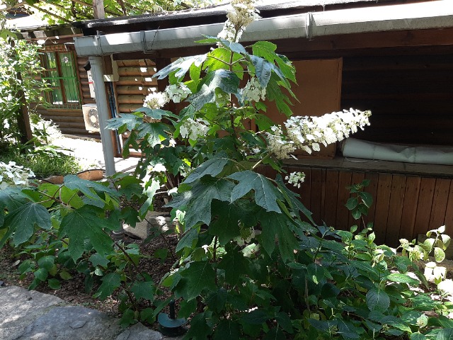 Hydrangea quercifolia