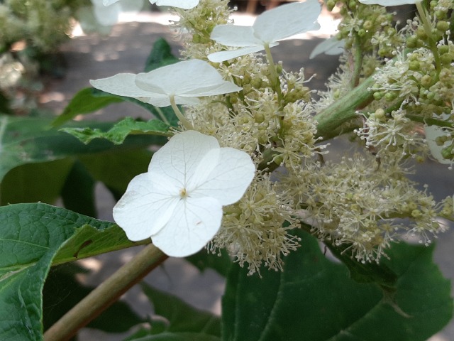 Hydrangea quercifolia