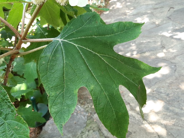 Hydrangea quercifolia