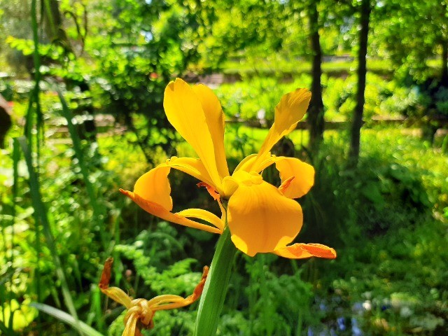 Iris xanthospuria