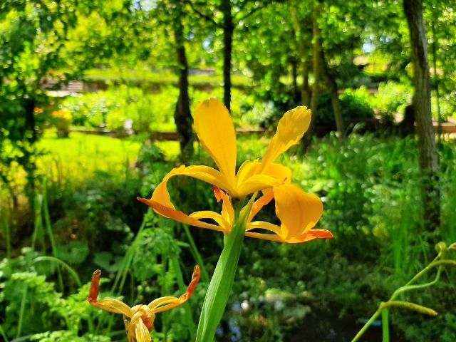 Iris xanthospuria