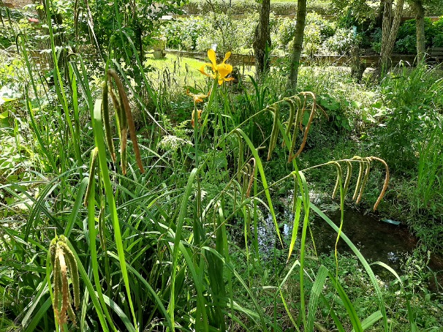 Iris xanthospuria