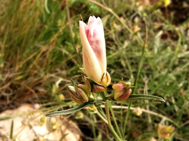 Convolvulus holosericeus