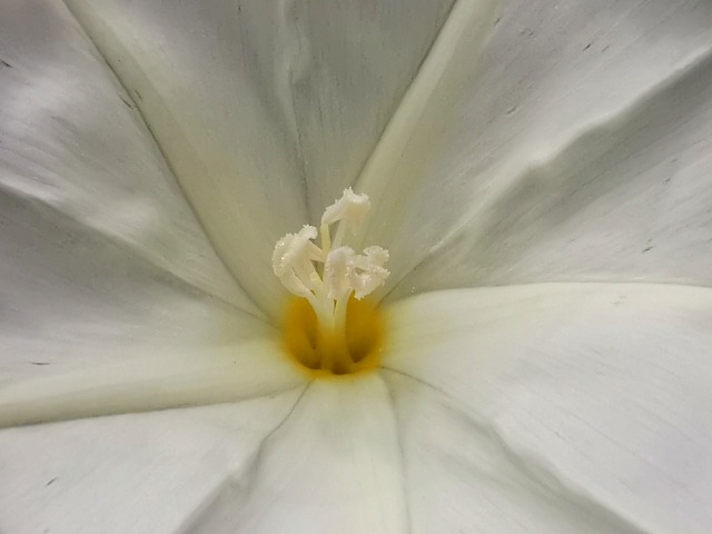 Convolvulus holosericeus