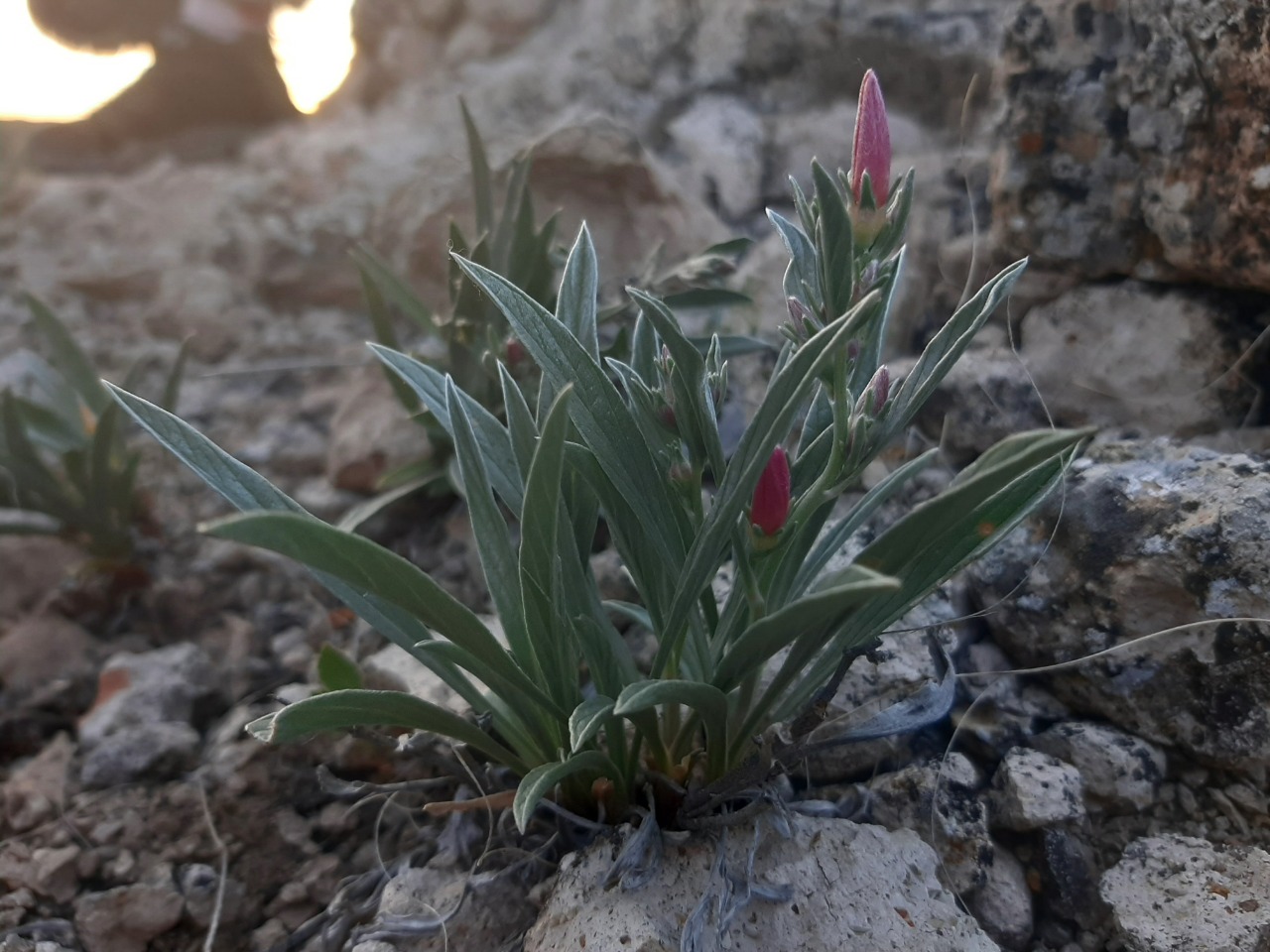 Convolvulus holosericeus