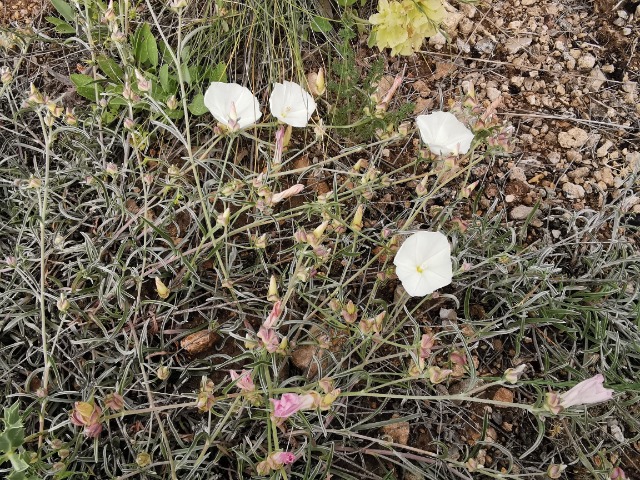 Convolvulus holosericeus