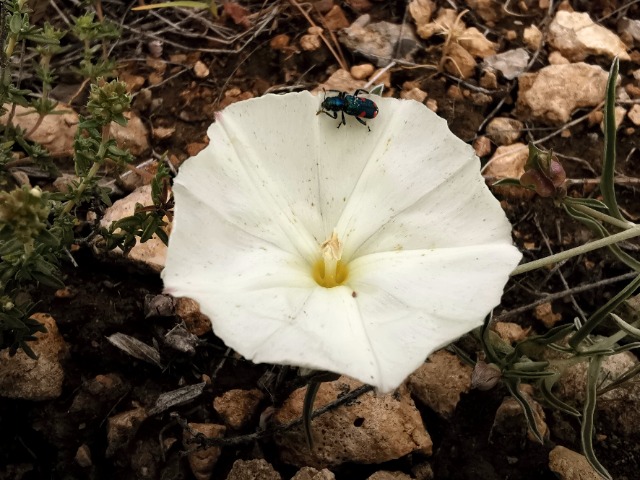 Convolvulus holosericeus