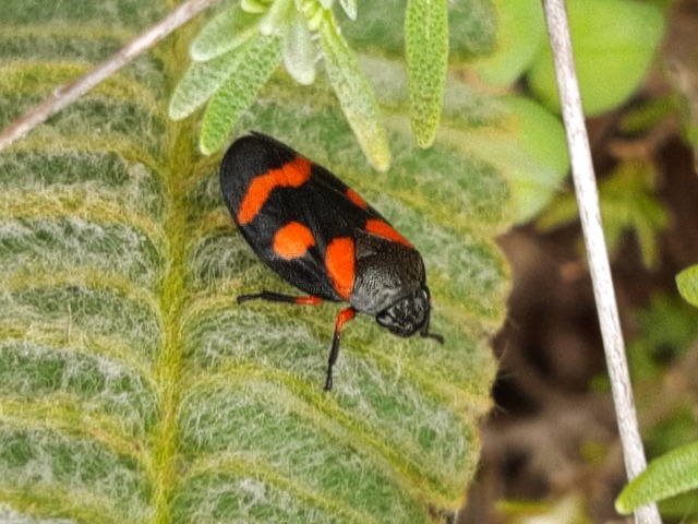 Cercopis intermedia