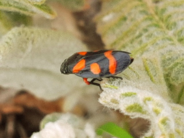 Cercopis intermedia