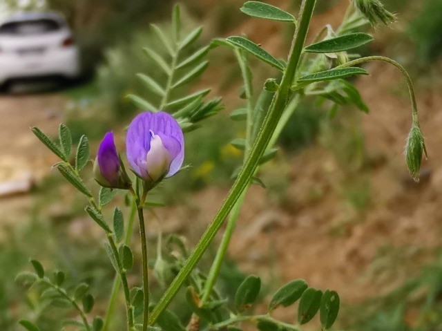 Vicia ervilia
