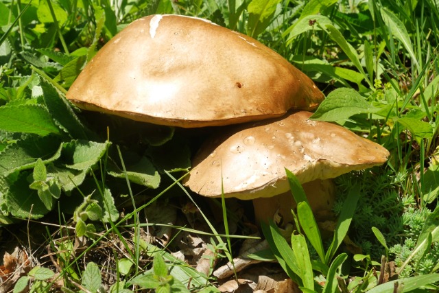 Boletus edulis