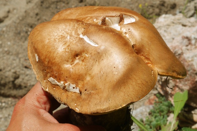 Boletus edulis