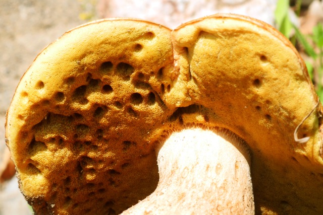 Boletus edulis