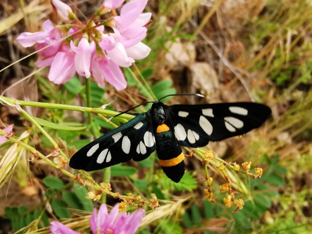 Amata phegea