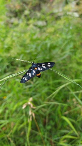 Amata phegea