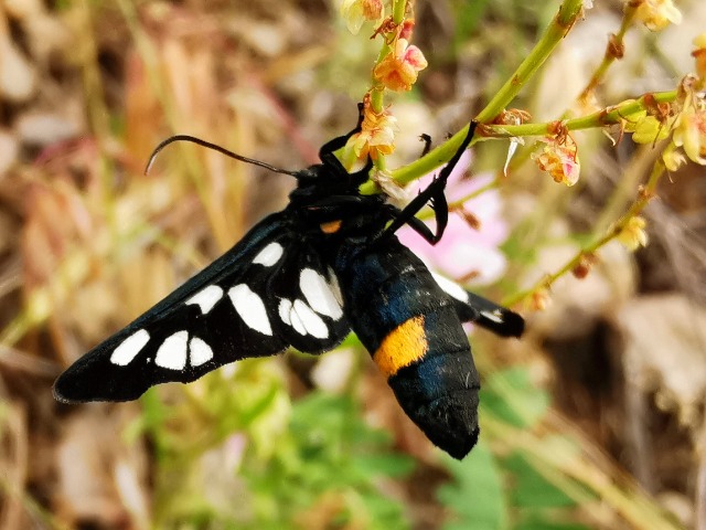 Amata phegea