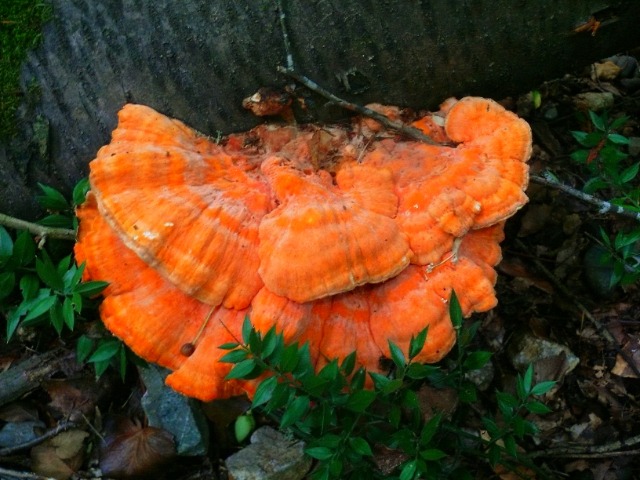 Laetiporus sulphureus