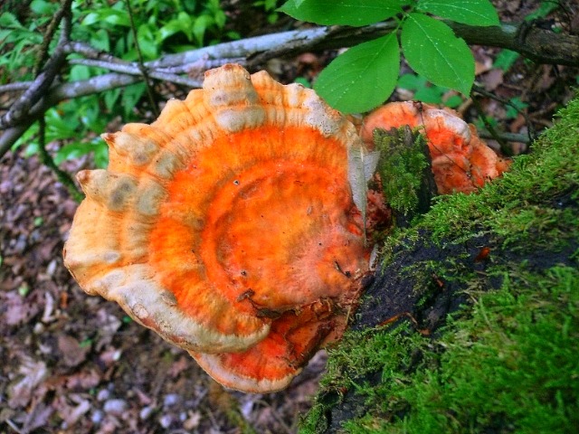 Laetiporus sulphureus