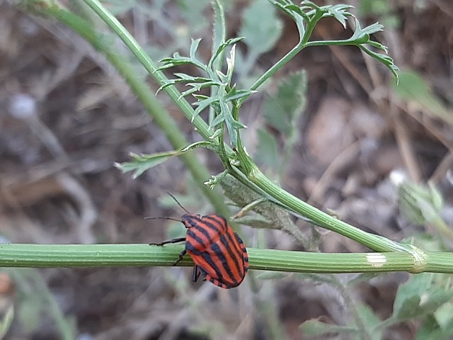 Graphosoma italicum