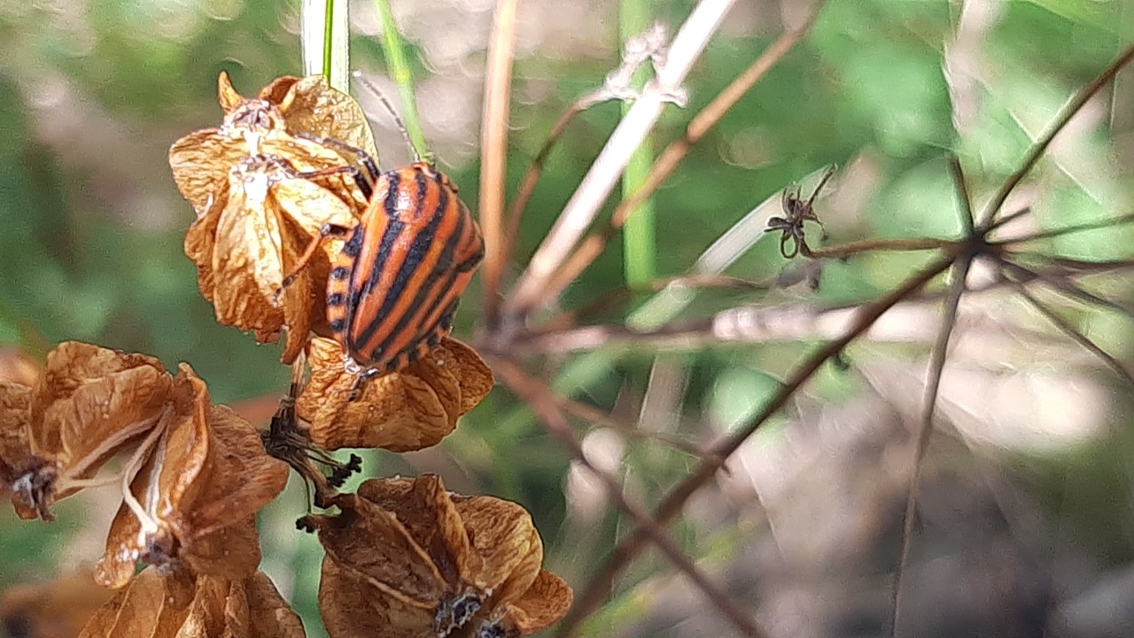 Graphosoma italicum